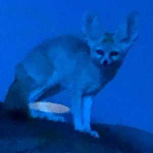 Meet your Posher, Tara